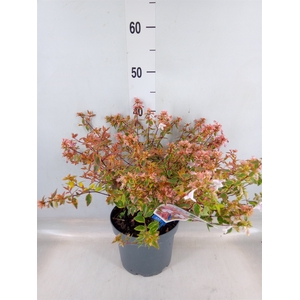 Abelia grandiflora 'Sunsh Daydream'