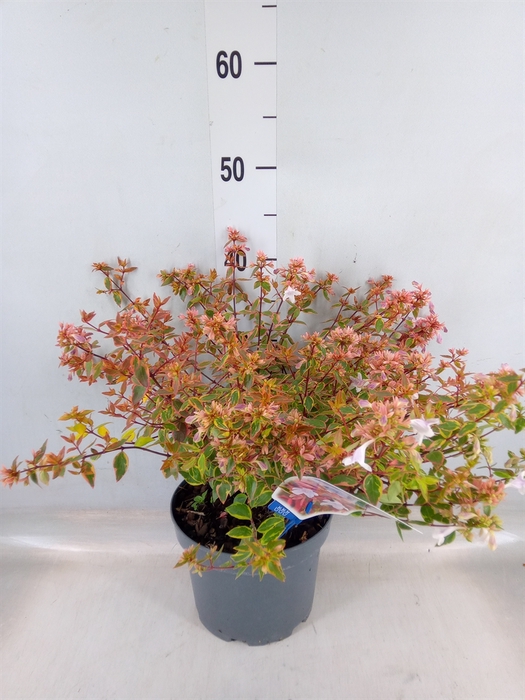 <h4>Abelia grandiflora 'Sunsh Daydream'</h4>