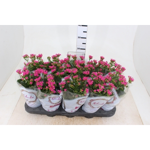 KALANCHOE P11 LILAS