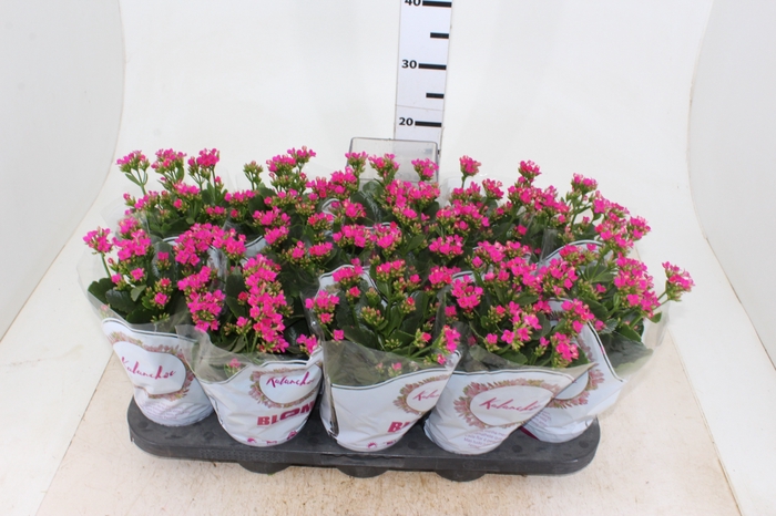 KALANCHOE P11 LILAS