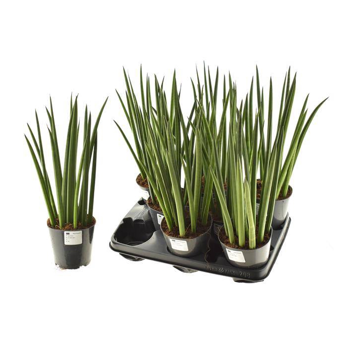 <h4>Sansevieria bacularis Mikado 12Ø 42cm</h4>