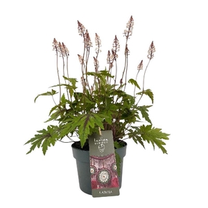 Heucherella tiarelloides Tiarella Sugar and Spice