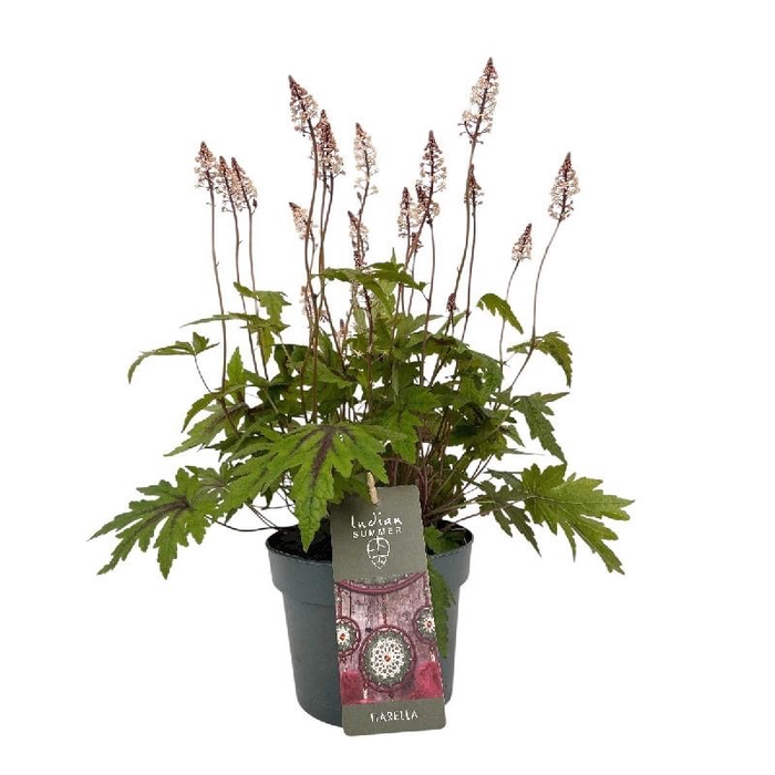 <h4>Heucherella tiarelloides Tiarella Sugar and Spice</h4>