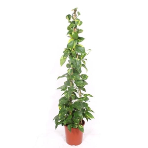 Epipremnum pinnatum 'Aureum'