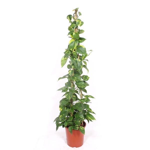 <h4>Epipremnum pinnatum 'Aureum'</h4>
