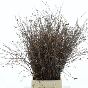 Betula (berk) P Bos 70cm Fresh! Met Vruchten
