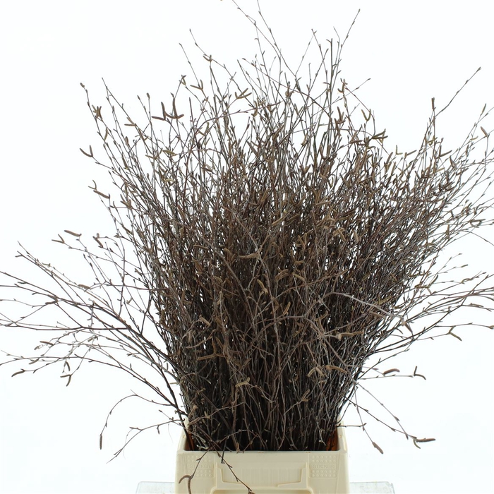 <h4>Betula (berk) P Bos 70cm Fresh! Met Vruchten</h4>