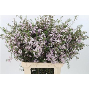 Chamelauc Dancing Queen Light Pink