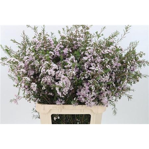 Chamelauc Dancing Queen Light Pink