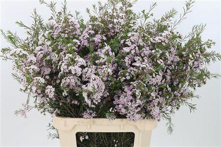 <h4>Chamelauc Dancing Queen Light Pink</h4>