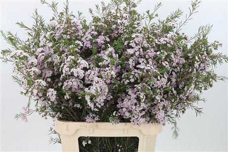 <h4>Chamelauc Dancing Queen Light Pink</h4>