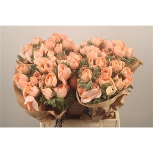 Anemone Powder Orange