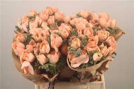 <h4>Anemone Powder Orange</h4>