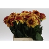 Dahlia Creme de Cognac