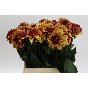 Dahlia Creme de Cognac