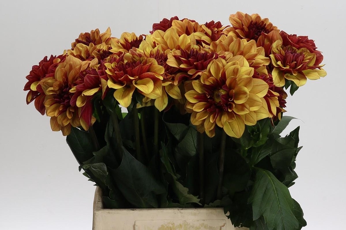 <h4>Dahlia Creme de Cognac</h4>