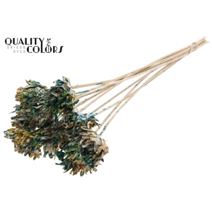 Shola Slice Pine 6cm on stem Multicolour Green/Yellow