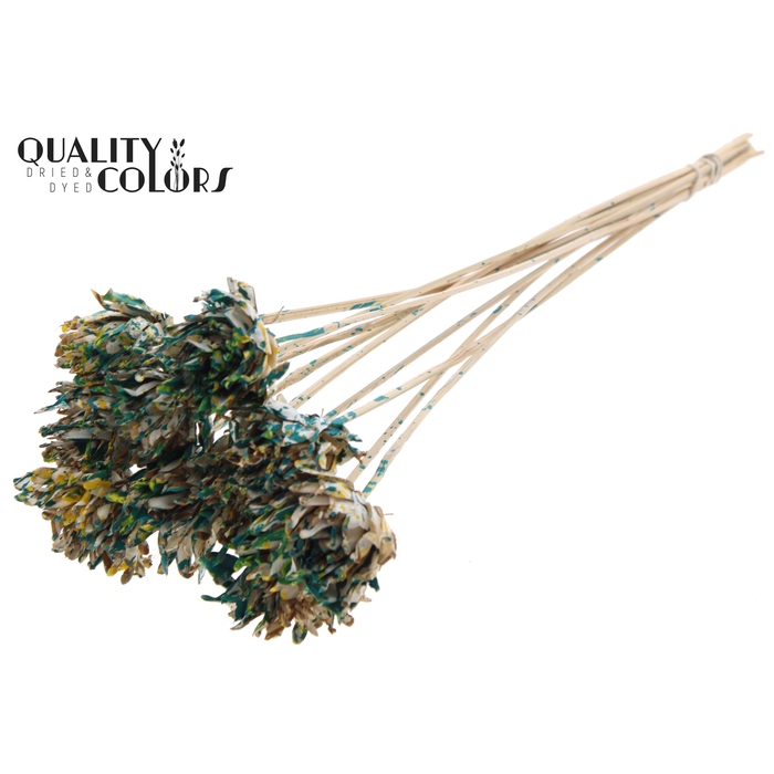 <h4>Shola Slice Pine 6cm on stem Multicolour Green/Yellow</h4>