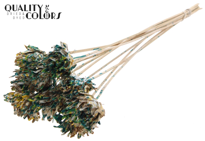 Shola Slice Pine 6cm on stem Multicolour Green/Yellow