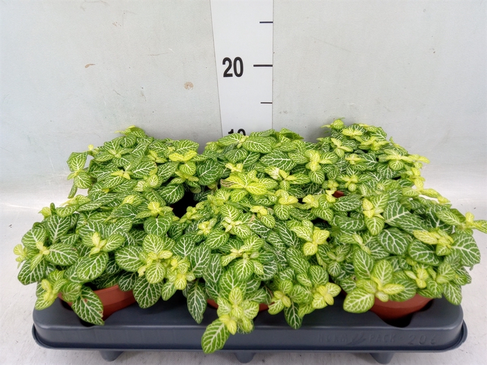 <h4>Fittonia   ...</h4>