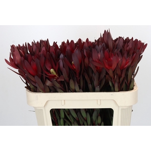 Leucadendron Saf Sunset Dark R.