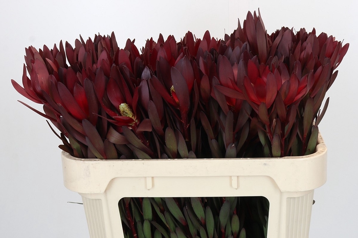 Leucadendron Saf Sunset Dark R.