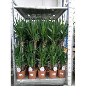 Yucca   ...