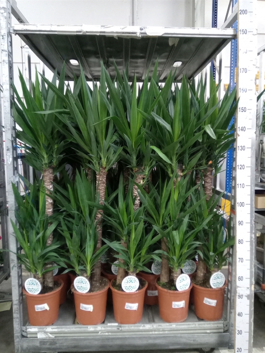 <h4>Yucca   ...</h4>