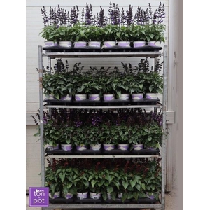 SALVIA SALGOON GEM