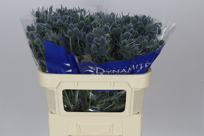 <h4>Eryngium Blue Dynamite</h4>