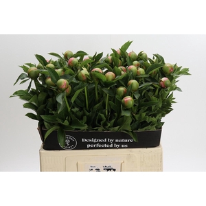 Paeonia Etched Salmon