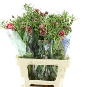 Ran Nat Moderna Vega