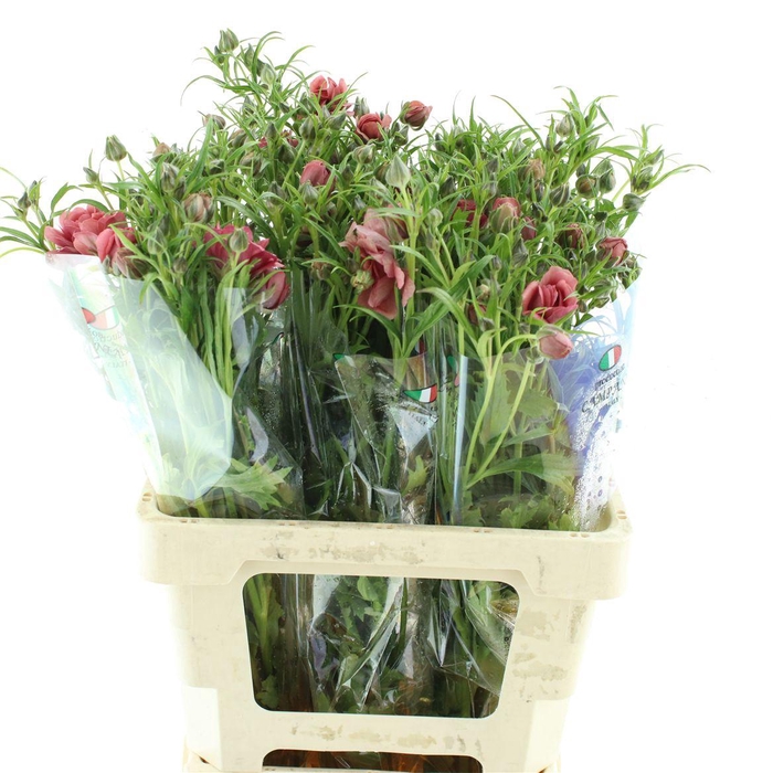 <h4>Ran Nat Moderna Vega</h4>