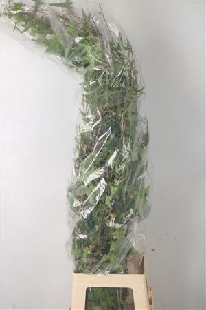 <h4>Hedera Green Per Tak</h4>