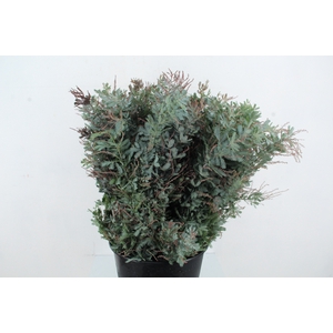 ACACIA MIMOSA BAILEYANA 200GR