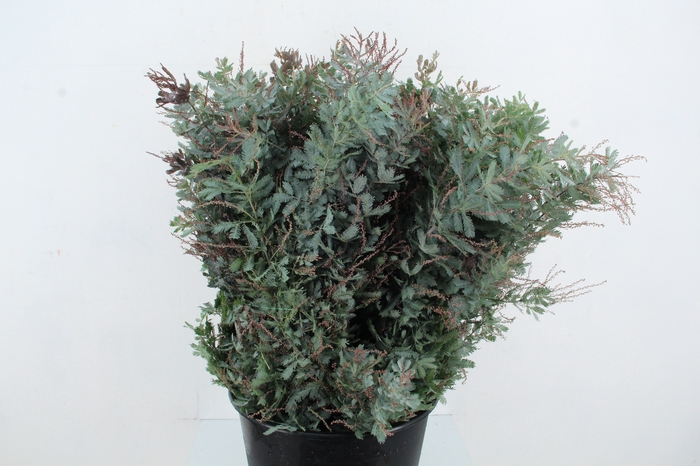 <h4>ACACIA MIMOSA BAILEYANA 200GR</h4>