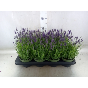 Lavandula angus. 'Valence D Violet'