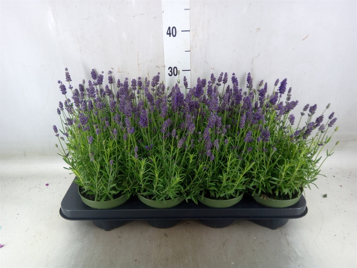 <h4>Lavandula angus. 'Valence D Violet'</h4>