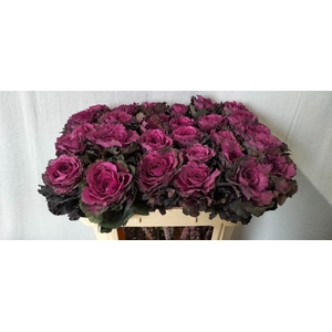 Brassica elegance
