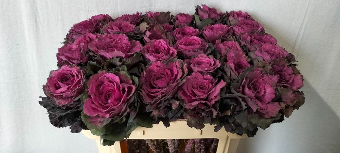 <h4>Brassica elegance</h4>