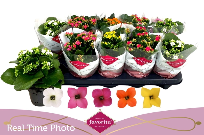 <h4>KAL EN GEM 5 KL</h4>