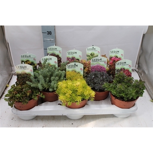 Sedum mix in tray