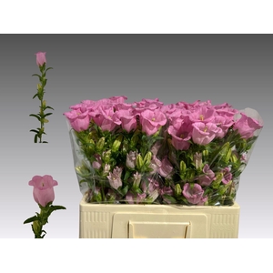CAMPANULA MEDIUM 'PEARL PINK'
