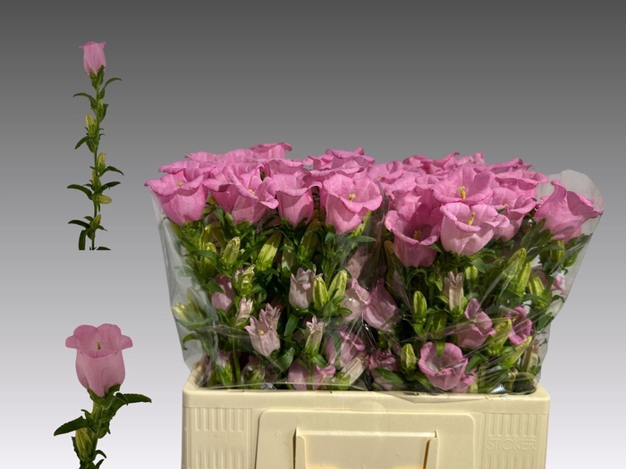 <h4>CAMPANULA MEDIUM 'PEARL PINK'</h4>