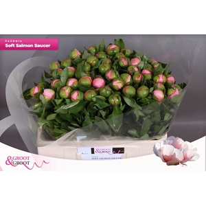 Paeonia Soft Salmon Saucer | Heavy Quality