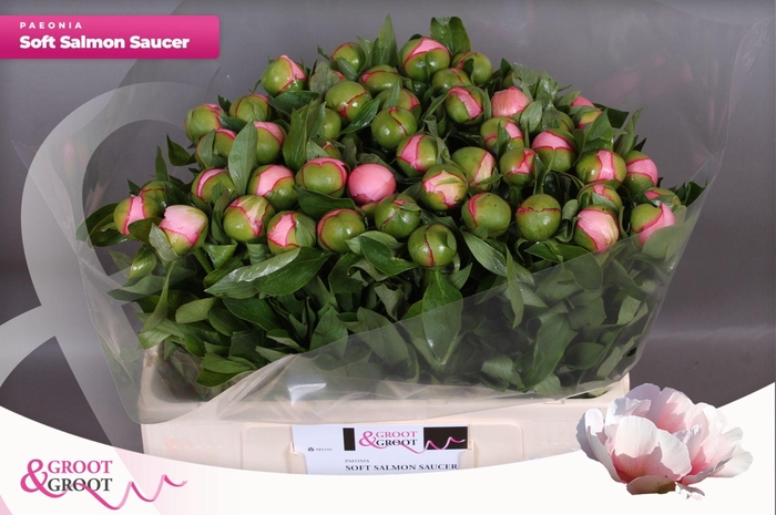 <h4>Paeonia Soft Salmon Saucer | Heavy Quality</h4>