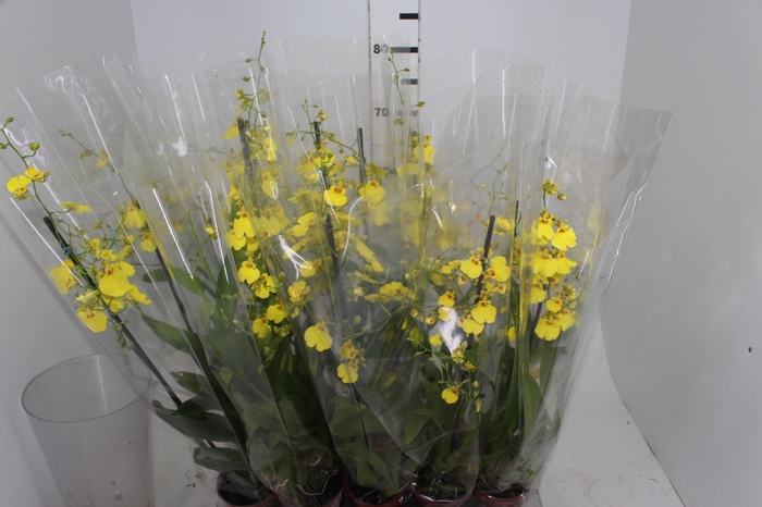 <h4>ONCIDIUM ALOHA P12</h4>