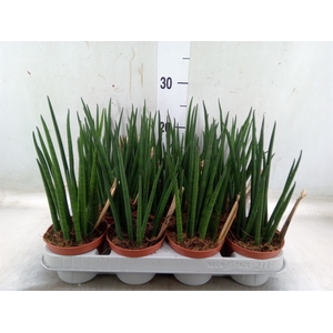 Sansevieria bacularis
