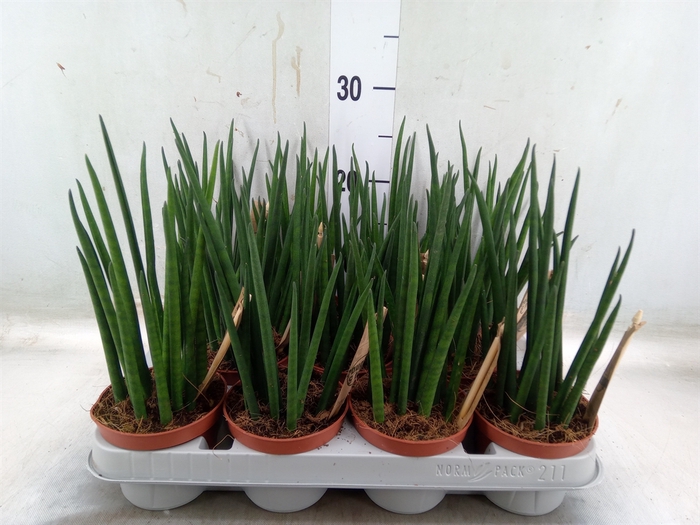 <h4>Sansevieria bacularis</h4>