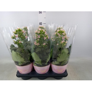 Kalanchoe blos. 'Feminine Pink'
